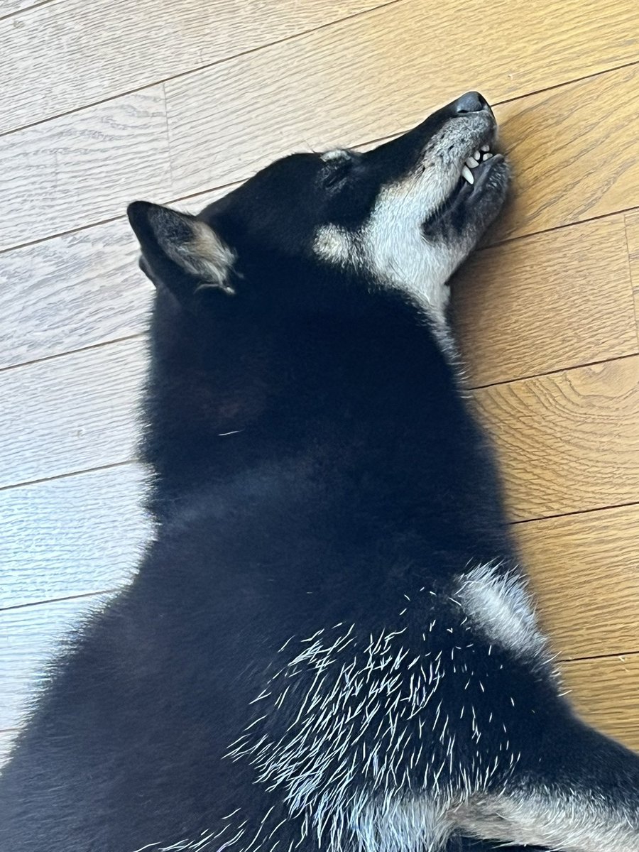 え!?なんで怒ってるの!?って思ったら寝てた…(*´ω｀*)
#北海道犬 #日本犬 #犬のいる暮らし #犬好きさんと繋がりたい