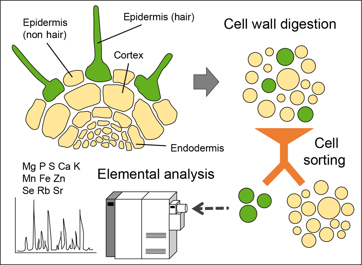 Leibniz IPK (@leibnizipk) on Twitter photo A research team led by <a href="/LeibnizIPK/">Leibniz IPK</a> Institute developed a new method to assess the element concentration of different cell populations within Arabidopsis thaliana roots. The study has been published in <a href="/NatureComms/">Nature Communications</a>.
➡️PR: bit.ly/3X0Kw0R
➡️Paper: go.nature.com/3p0cFIR A research team led by <a href="/LeibnizIPK/">Leibniz IPK</a> Institute developed a new method to assess the element concentration of different cell populations within Arabidopsis thaliana roots. The study has been published in <a href="/NatureComms/">Nature Communications</a>.
➡️PR: bit.ly/3X0Kw0R
➡️Paper: go.nature.com/3p0cFIR