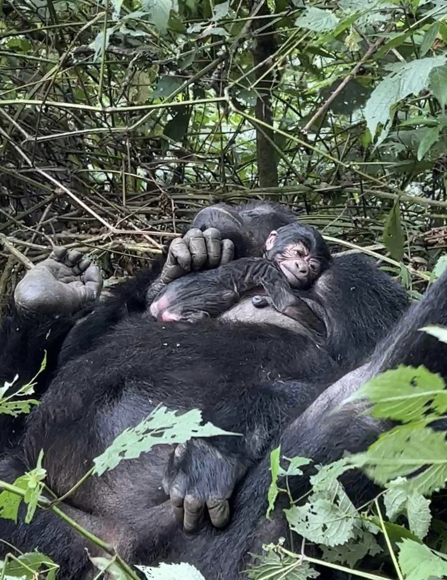 Embark on a life-changing journey to Bwindi Impenetrable National Park and encounter majestic mountain gorillas in their natural habitat. 

For bookings: 
📲+254 – 748 717 387
📧info@toafrika.com

#BwindiImpenetrable #MountainGorillas #ExploreUganda🇺🇬#UgandaSafari