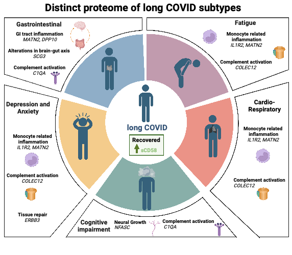 FelicityLiew's tweet photo. Excited to share our latest preprint from @PHOSP_COVID finding inflammatory profiles associated with certain #LongCovid symptoms. A step towards understanding disease mechanisms and working towards targeted treatments @p_openshaw @InThwaiteImmune @ClaudEfstathiou  @REvans_Breathe https://t.co/2flHdGOZsW