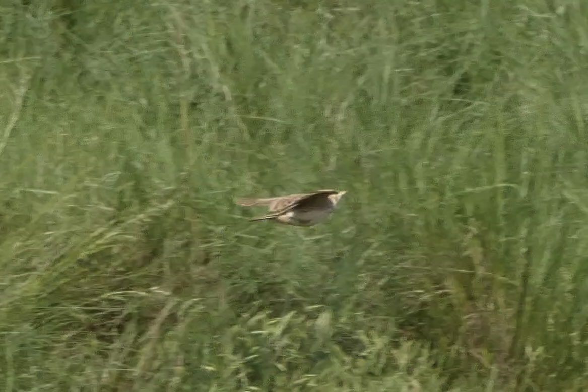 Karlustarlux's tweet photo. Quin ocell és aquest?
@birdcatalunya https://t.co/tll2OjUAtT