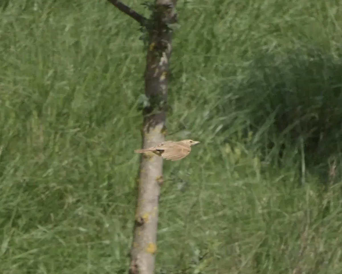 Karlustarlux's tweet photo. Quin ocell és aquest?
@birdcatalunya https://t.co/tll2OjUAtT