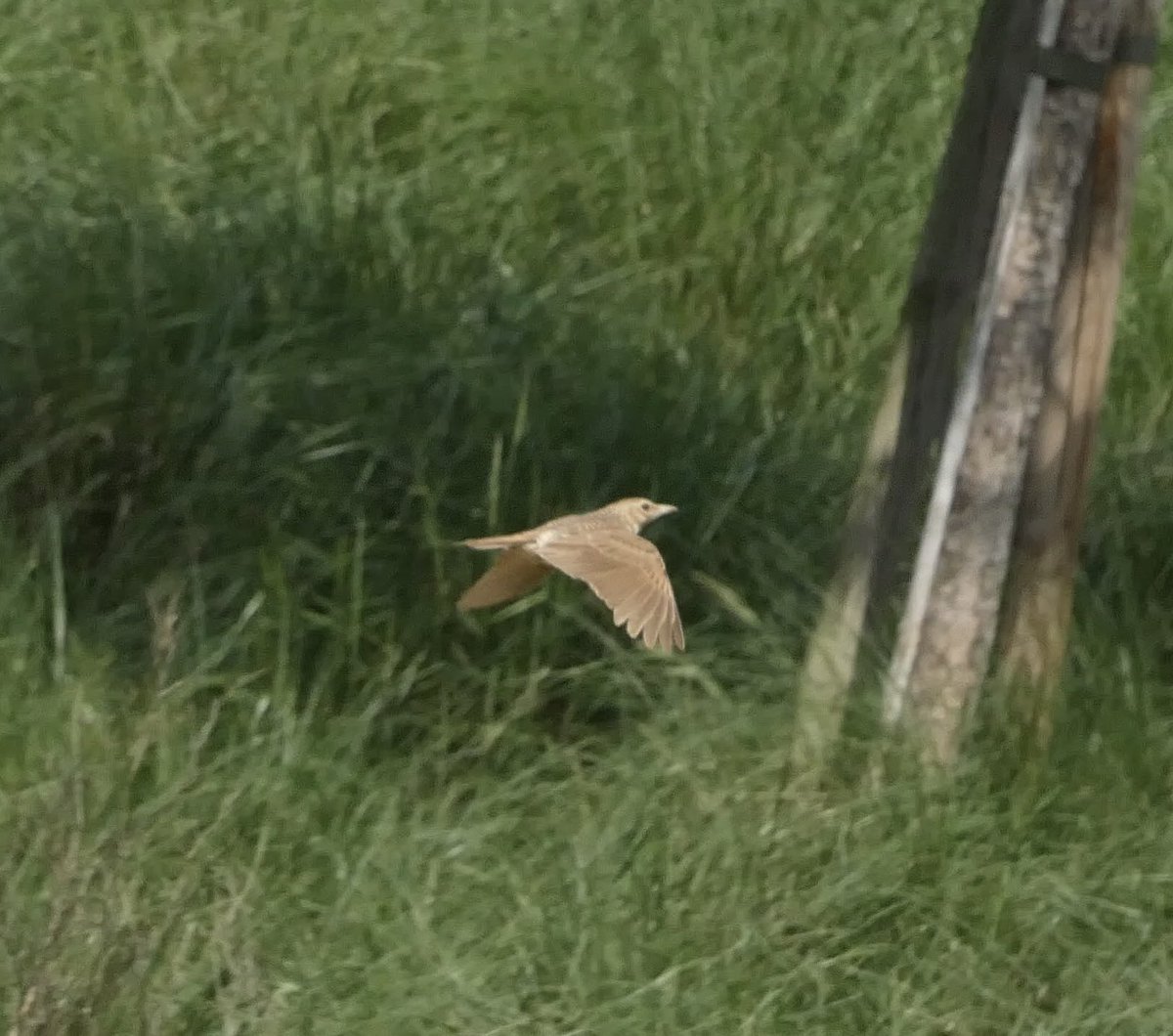 Karlustarlux's tweet photo. Quin ocell és aquest?
@birdcatalunya https://t.co/tll2OjUAtT