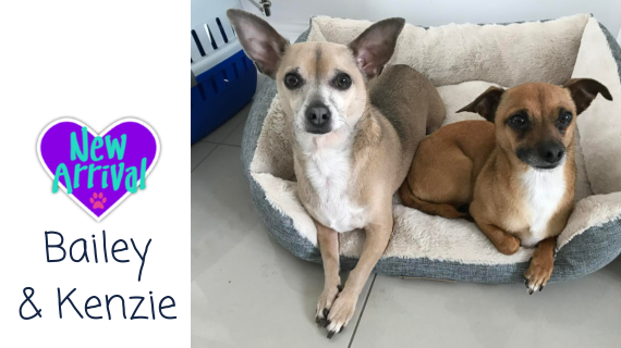 New arrival #Chihuahua Bailey & Kenzie almosthome.dog #NorthWales #RescueDog #dogrescue