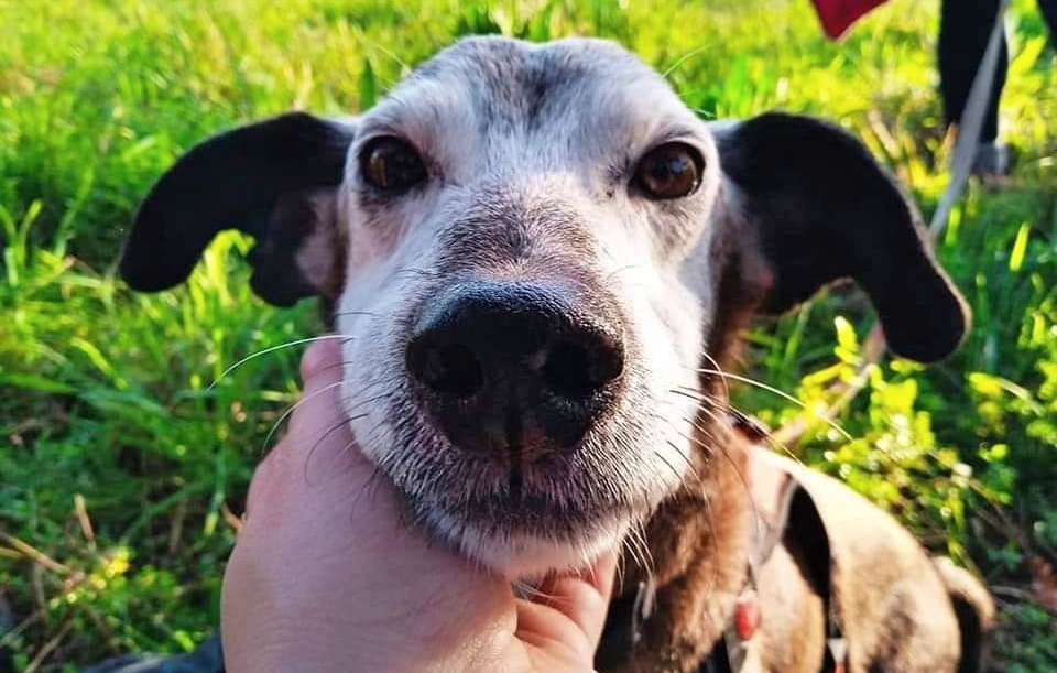 #ACoruña
No nos vamos a cansar de publicarlo. 
No nos vamos a cansar de deciros que este mil cruces con algo, es más elegante que cualquier pura raza.

#BALOO es sociable con gatos y con otros perritos.
No vamos a parar de hablaros de él, hasta que aparezca su familia.

604030396