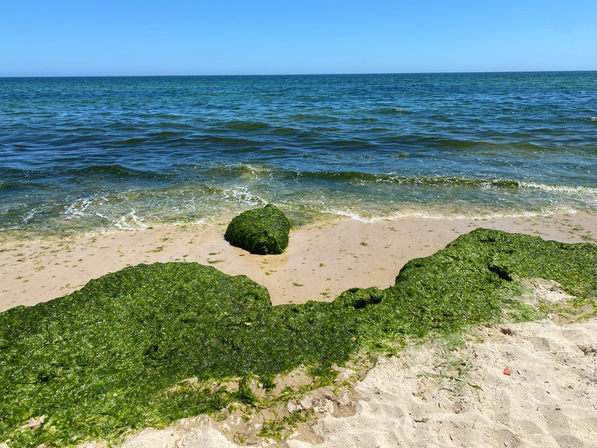 UAlg's tweet photo. Nutrisafe organiza workshop sobre valorização da biomassa das algas invasoras
🗓️Dia 14 de julho, entre as 9h e as 19h, no anfiteatro verde, edifício 8, Campus de Gambelas
👉Inscrições abertas em https://t.co/HJZhaK2LEp
#UAlg #UniversidadedoAlgarve #nutrisafe https://t.co/Nf7t7PQuER
