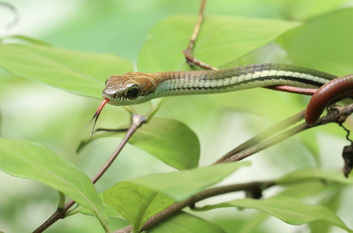 Thank you for the numerous applications for our hybrid interdisciplinary #summerschool on #snakebite envenoming! 🐍 We received an incredible 115 applications and 51 abstracts from over 40 different countries. 🌍 Stay tuned for further updates! #beatNTDs <a href="/DammMaik/">Maik Damm 🐍</a> <a href="/Dr_Kuch/">Ulrich Kuch</a>