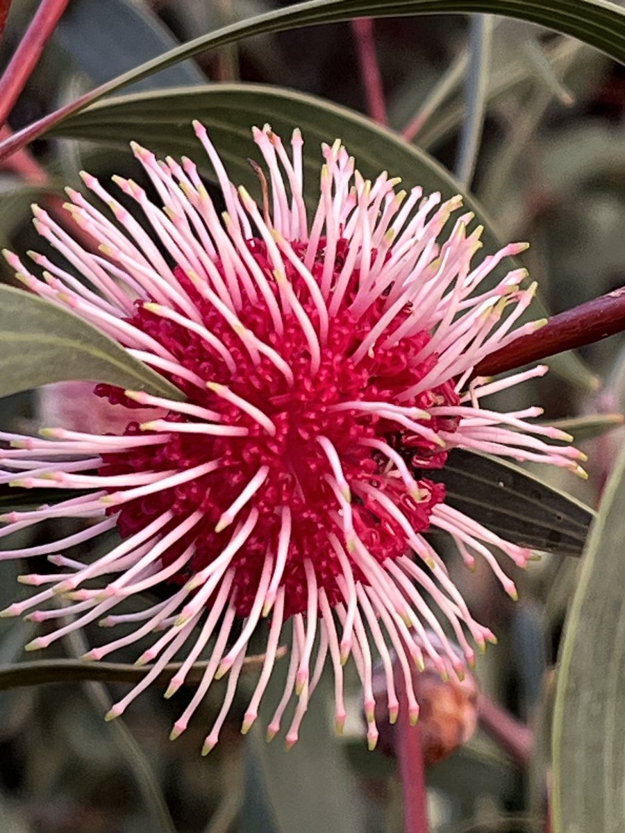 Our Hakea laurina (Pincushion Hakea) is flowering well this year.