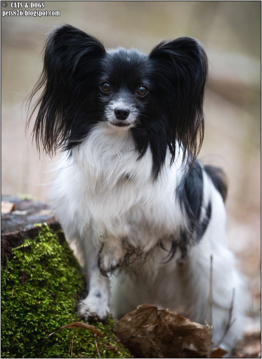 Kenji Papillon Dog
Thanx Alenka M.
#dog #dogs #love #home #life #puppy #doglover #animals #pets