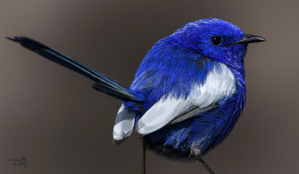 oz_bird_'s tweet photo. White-winged Fairywren (Malurus leucopterus)
Rural Queensland
© OZ BIRD PHOTOGRAPHY 
#fairywren #bluewren #wwfw #whitewingedfairywren #birds #birdart https://t.co/KCzWEY5PX5