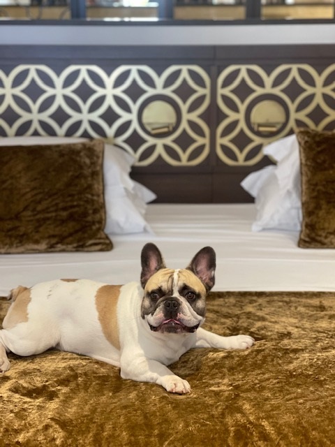 Don't forget…
We are a pet friendly hotel!

#donafilipahotel #Algarve #jjwhotels #visitalgarve #Portugal #luxurytravel #petfriendly