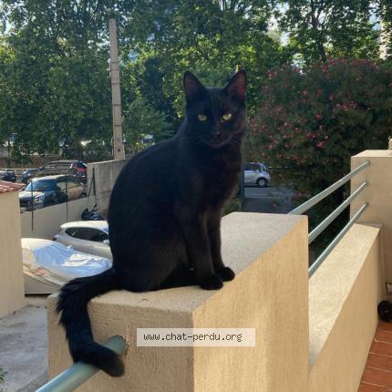 Chat Perdu tweet media