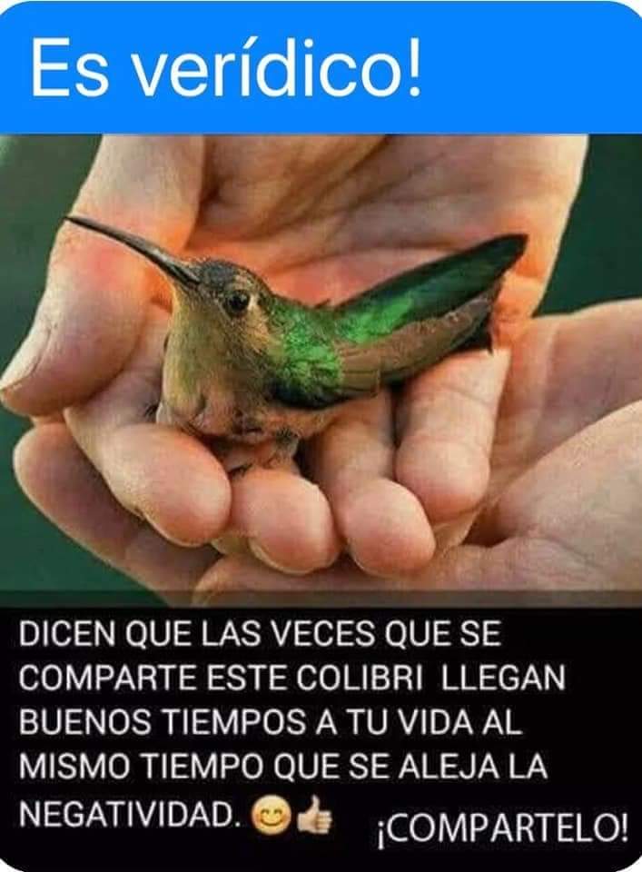 vibracosmos's tweet photo. Cuando llega un colibrí a tu hogar es indicativo de buenos tiempos... https://t.co/g5Ec32pSHu