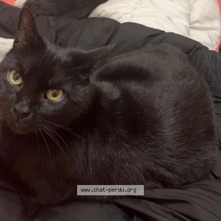 Chat Perdu tweet media