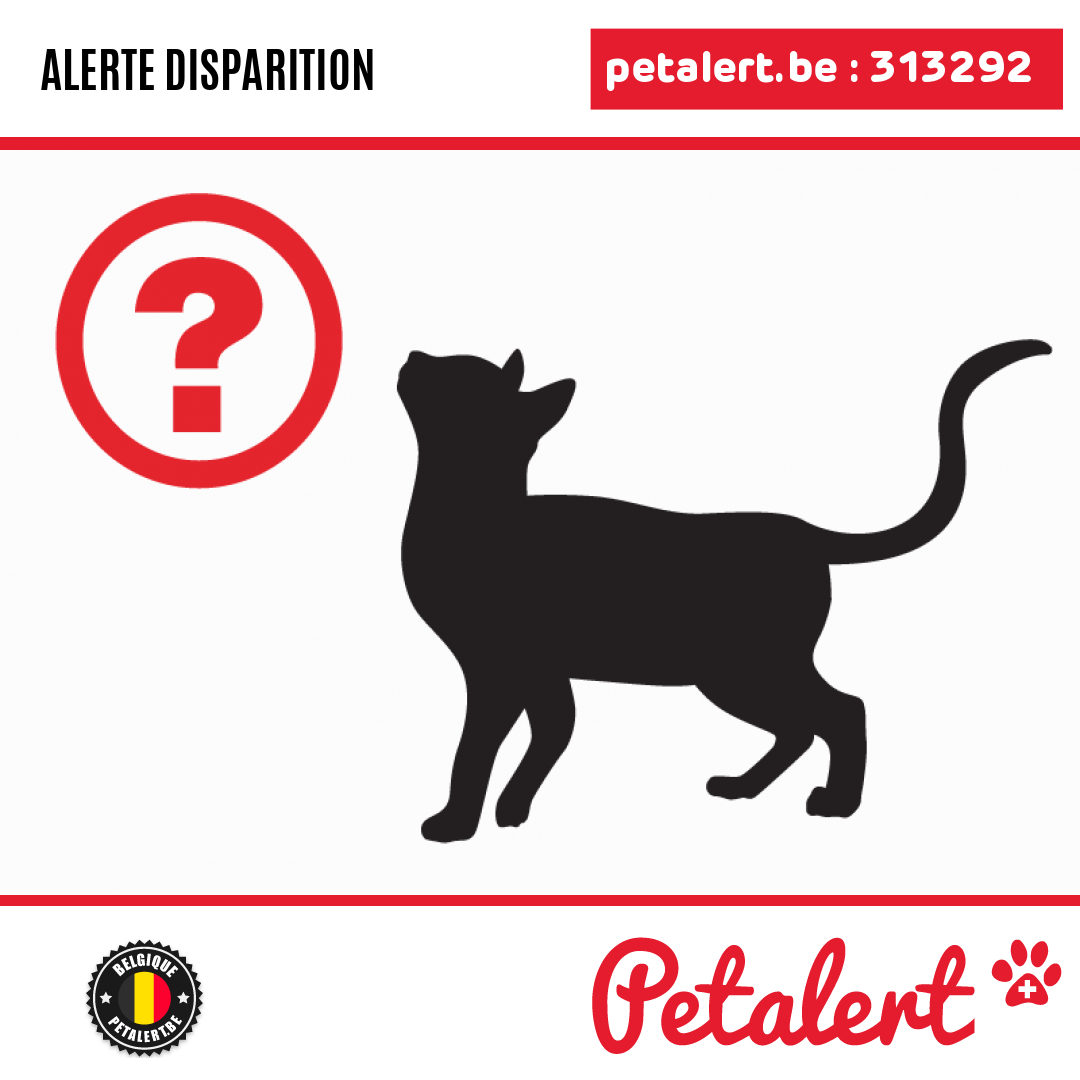 petalert_be's tweet photo. Disparu #Chat #Namur #Hamois #Petalert  #PetAlertWNA / https://t.co/SpxUsEZ1Dp https://t.co/OAvHQ33eXU