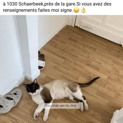 Chat Perdu tweet media
