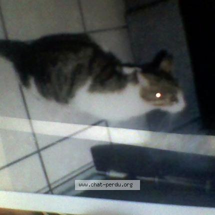 Chat Perdu tweet media