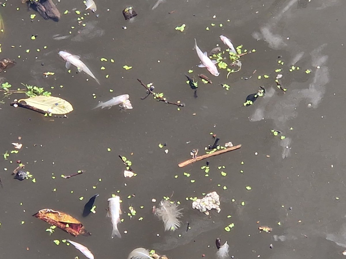 Massive fish kill at Salford Quays in last 24 hours. Photos taken yesterday afternoon. Huge flush of sewage combined with failure of aeration system has killed thousands of fish. Urgent need to quantify losses. Can we have an update @EnvAgencyNW