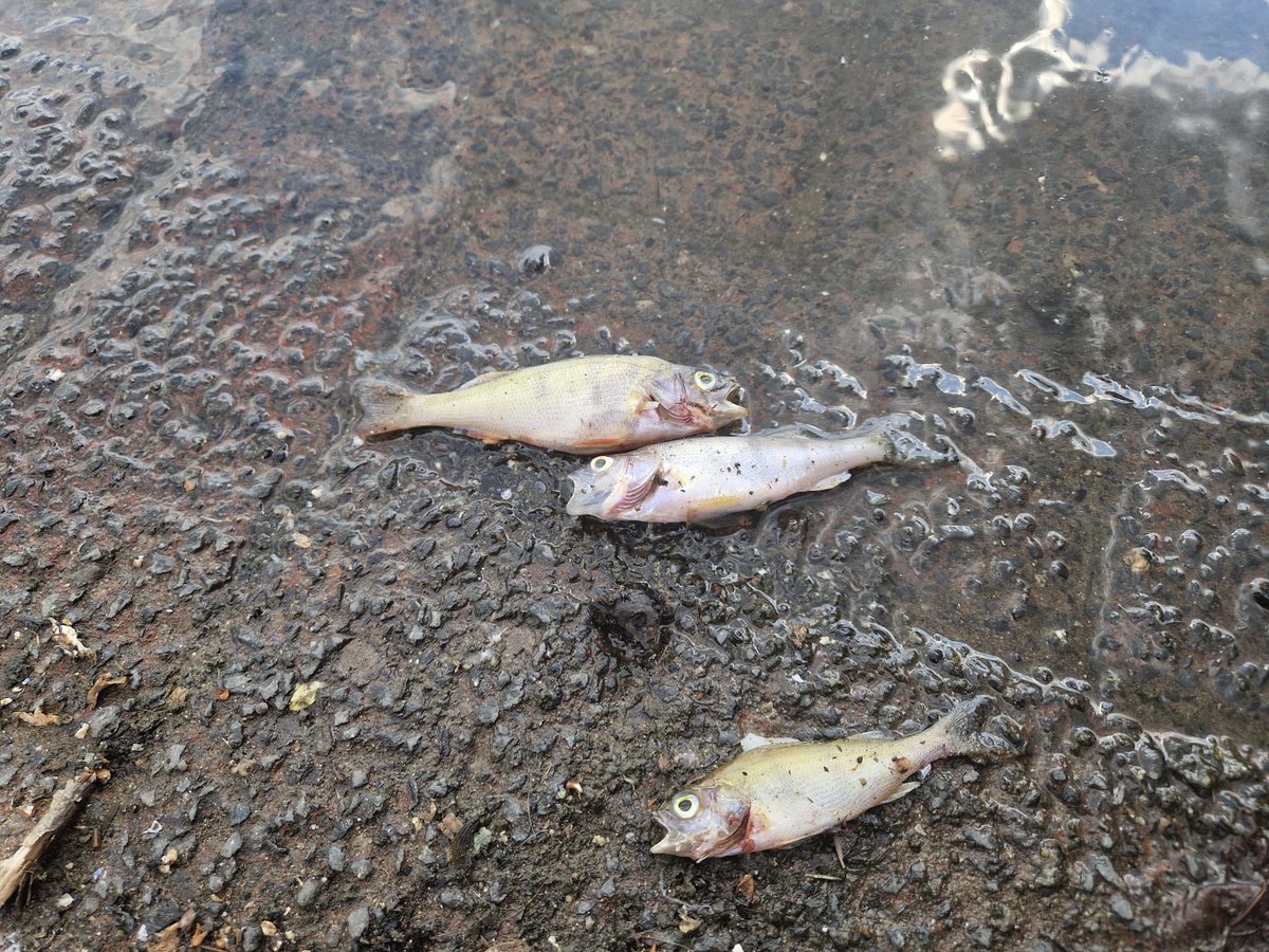 Jamie_Woodward_'s tweet photo. Massive fish kill at Salford Quays in last 24 hours. Photos taken yesterday afternoon. Huge flush of sewage combined with failure of aeration system has killed thousands of fish. Urgent need to quantify losses. Can we have an update @EnvAgencyNW https://t.co/04IaT4pVPw