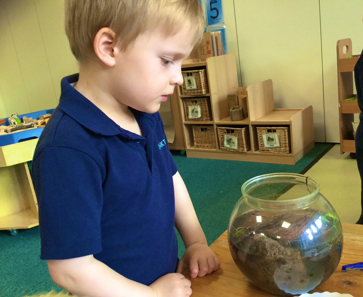 MonktonKG's tweet photo. We had to wait for a long time, their transformation has taken some time, but now we have tiny frogs in our fishbowl 🐸 How exciting is that!? #MonktonKindergarten #MonktonScience https://t.co/l4N9BnCFAp