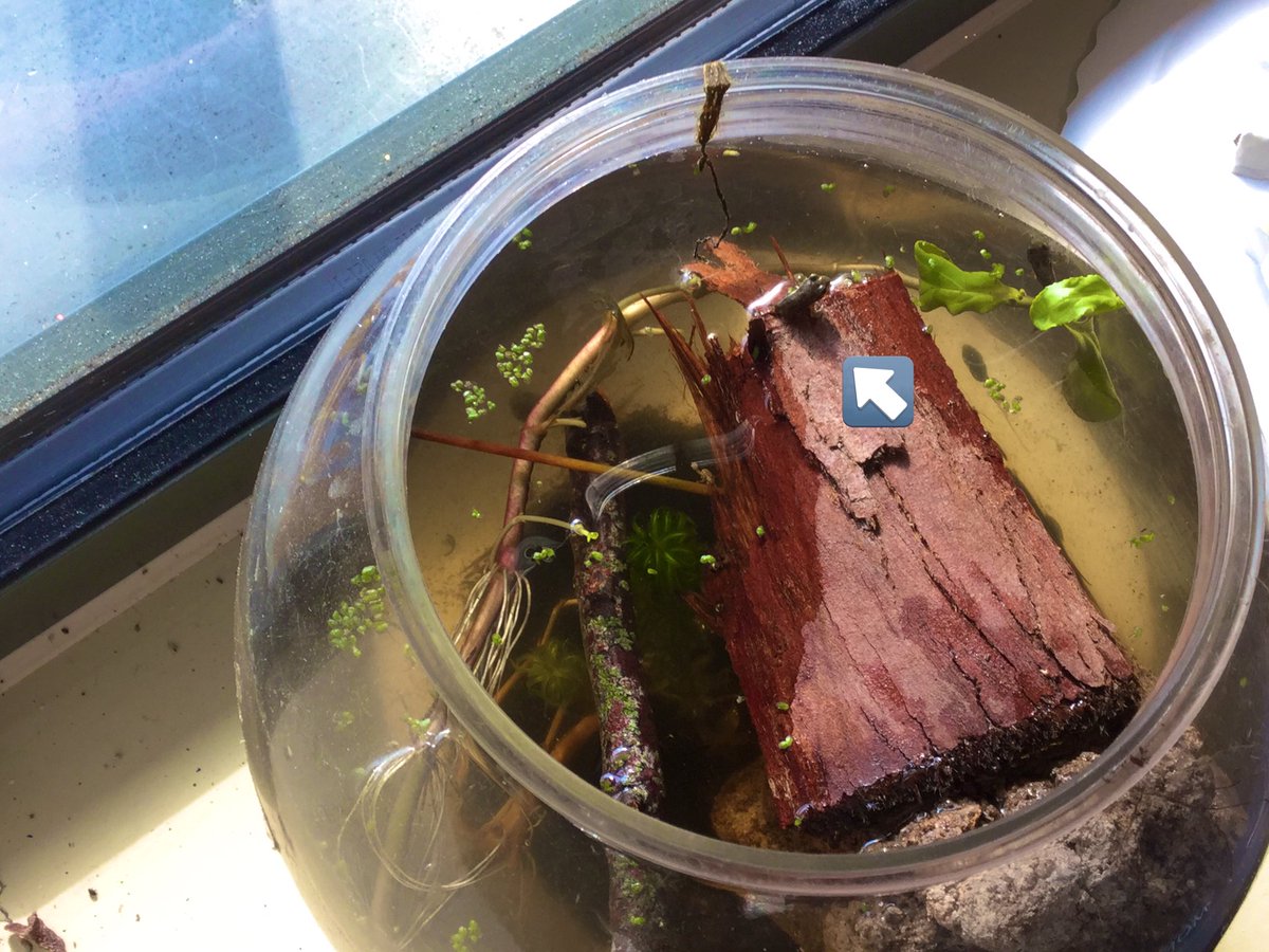 MonktonKG's tweet photo. We had to wait for a long time, their transformation has taken some time, but now we have tiny frogs in our fishbowl 🐸 How exciting is that!? #MonktonKindergarten #MonktonScience https://t.co/l4N9BnCFAp