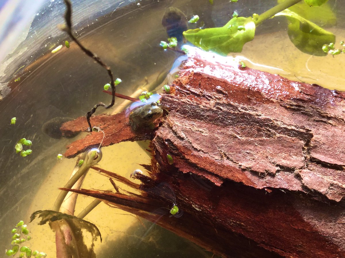 MonktonKG's tweet photo. We had to wait for a long time, their transformation has taken some time, but now we have tiny frogs in our fishbowl 🐸 How exciting is that!? #MonktonKindergarten #MonktonScience https://t.co/l4N9BnCFAp