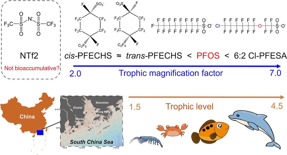 Our new paper <a href="/EnvSciTech/">Environmental Science & Technology Journals</a> reports trophodynamics of perfluoroethylcyclohexane sulfonate isomers in marine food web; 6:2 &amp; 8:2 chlorinated polyfluorinated ether sulfonates exhibited higher trophic magnification factors than all PFOS. Read our paper tinyurl.com/yc8kb586 😄Enjoy!