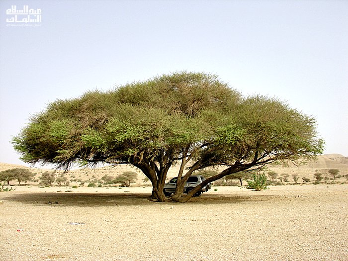 عبدالسلام السلمان tweet media