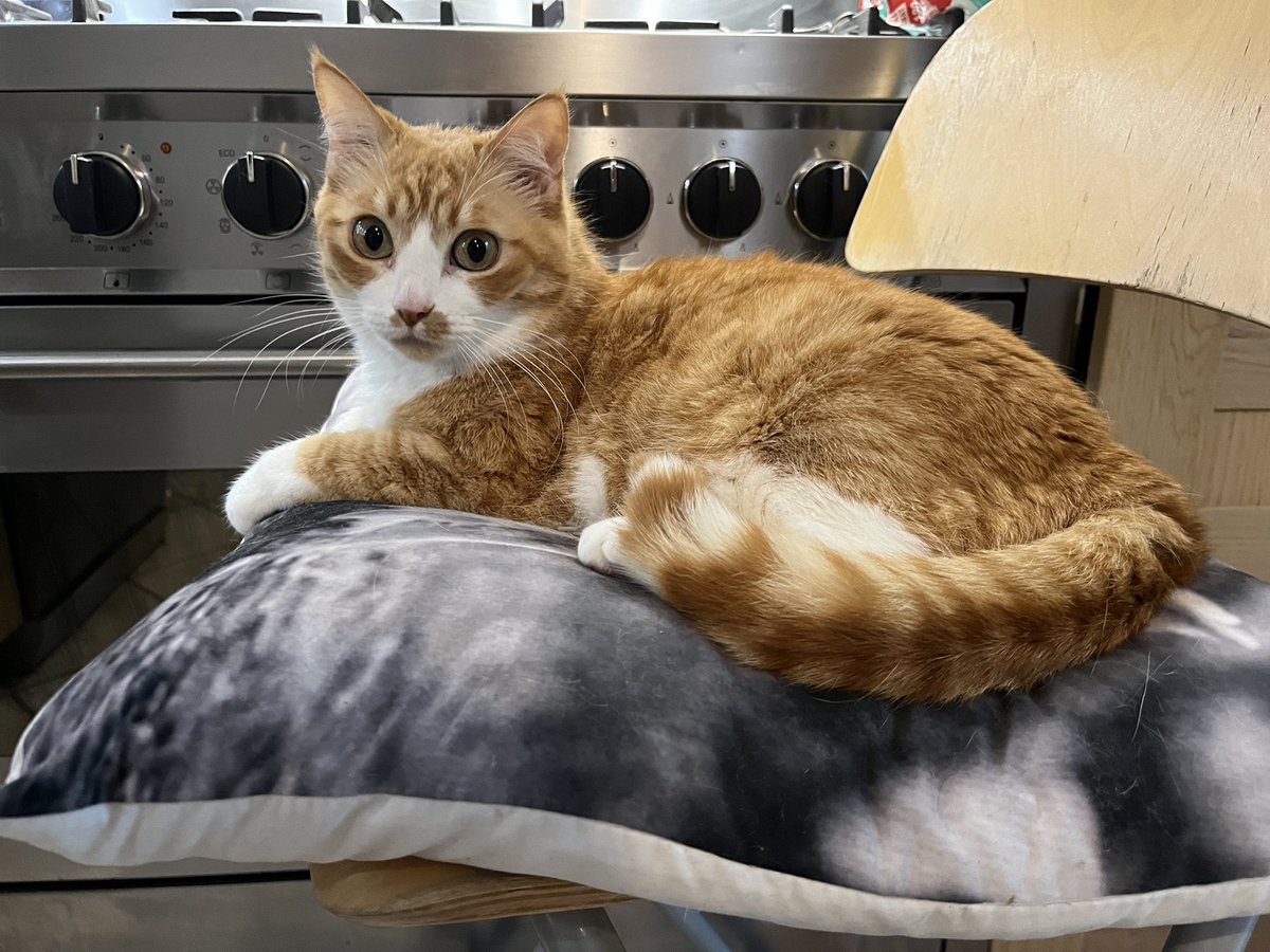 Galipette the Kat 🏳️‍🌈 tweet media