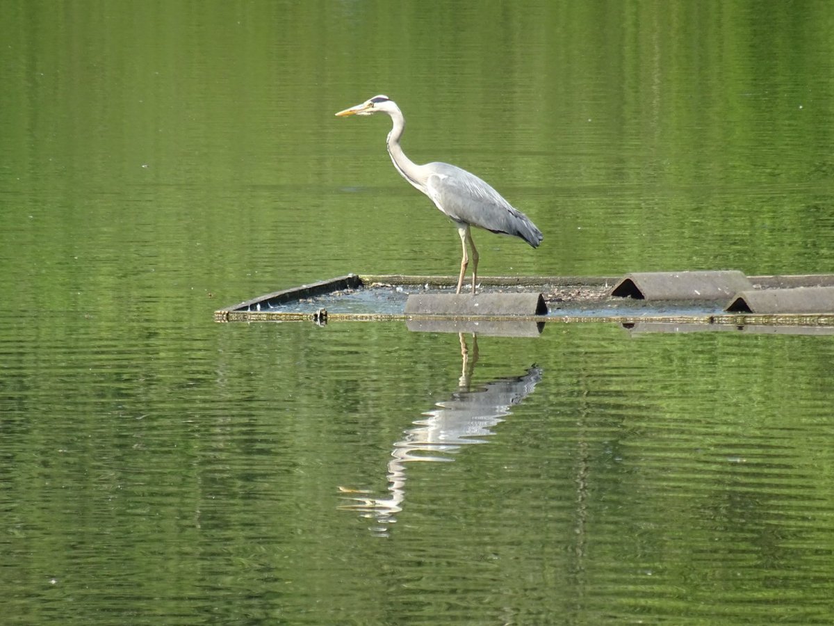 ZooStephen's tweet photo. Day 13 @30DaysWild
Heron reflection on Fradley Pool #FradleyJunction @CanalRiverTrust @StaffordshireCC
βοΈπ another hot sunny day - so it's good to have water and shade around the pool https://t.co/h4Om7wt4Du
