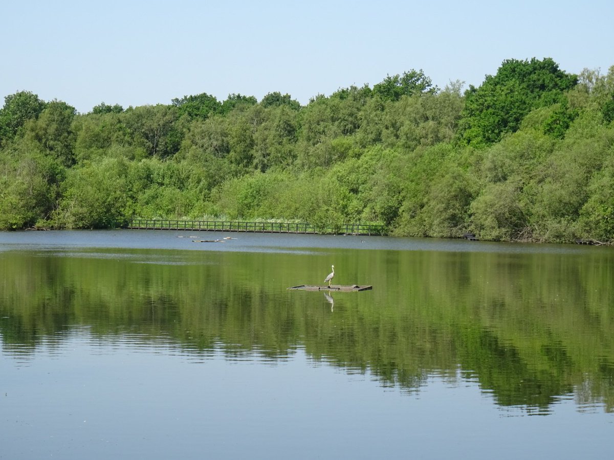 ZooStephen's tweet photo. Day 13 @30DaysWild
Heron reflection on Fradley Pool #FradleyJunction @CanalRiverTrust @StaffordshireCC
βοΈπ another hot sunny day - so it's good to have water and shade around the pool https://t.co/h4Om7wt4Du