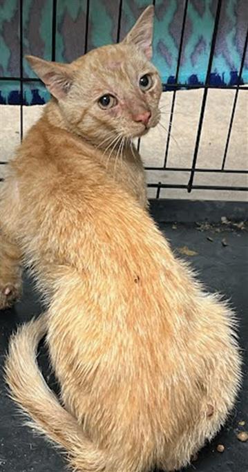 CutePetsAustin's tweet photo. HEY! <b>Description:</b> I am a orange tabby, unaltered male, who look… https://t.co/KyrzgxXaNQ https://t.co/dXLxiJuBDb
