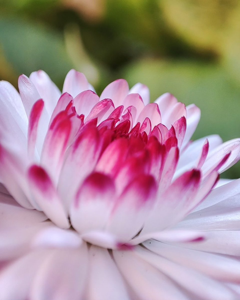 werkacicha's tweet photo. Kolejne stokrotki
#makro_holic #colour #fiftyshades_of_nature #colorful #natur_fotografie #mood #beautiful #adobe #makrofotografie #nationalgeographic #wildlifeplanet #macroart #kings_macro #macroclique #macro_freaks #yourshotphotographer #passion_in_macro #ig_poland #ig_myshots https://t.co/WoC6y05vtw