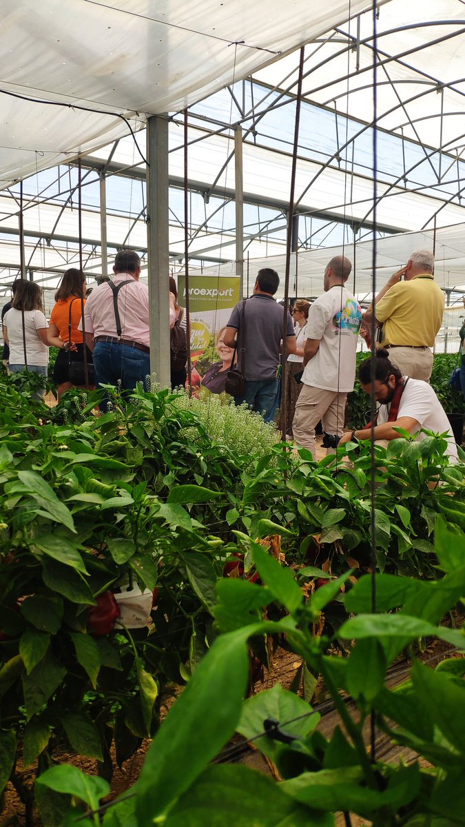 nuevoagrodiario's tweet image. Nos explican en qué consiste la #luchabiológica  🪲🐛🐞en una explotación de #pimiento 🫑🫑🫑de #agromontes.

@Proexport_Spain
@SemillasFito 
#VitaminateConPimiento