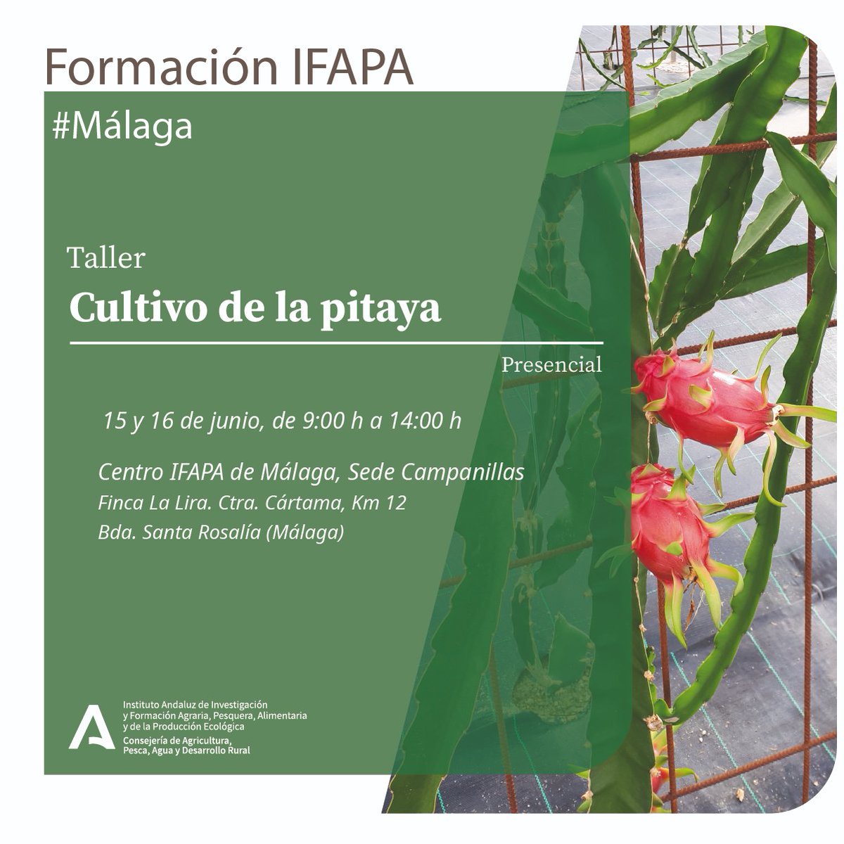IfapaJunta's tweet photo. 🌵 ¿Quieres cultivar pitaya?

👩🏼‍🏫Si quieres conocer las diferentes técnicas de cultivo para obtener una producción sostenible y rentable, tenemos un curso programado en #Málaga

ℹ️ Información e inscripciones: https://t.co/amkeklvJ9p

@ISubtropicales #IFAPAforma #formación #cursos https://t.co/xLaC58RIRB