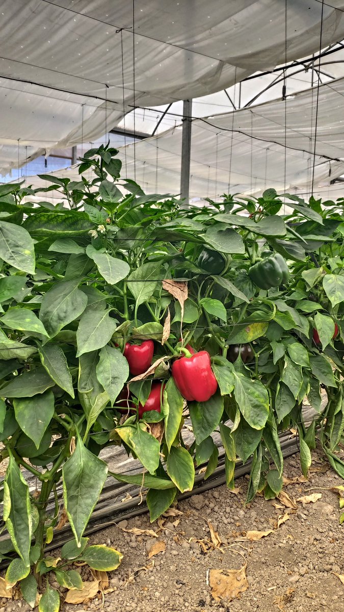 nuevoagrodiario's tweet image. Nos explican en qué consiste la #luchabiológica  🪲🐛🐞en una explotación de #pimiento 🫑🫑🫑de #agromontes.

@Proexport_Spain
@SemillasFito 
#VitaminateConPimiento