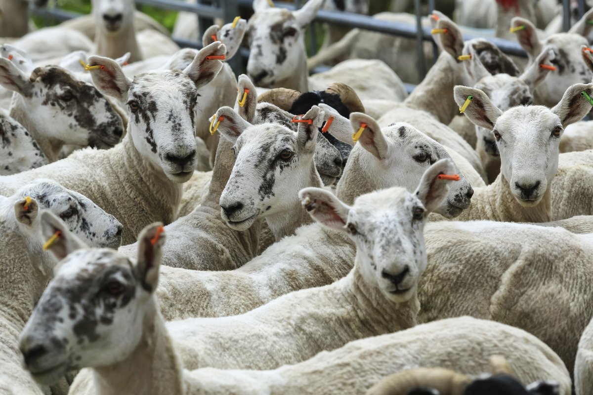 ruminanthw's tweet photo. Do your livestock regularly lose their ear tags?
@SRUC has launched an online survey for Scottish farmers and crofters as part of a project to better understand the cause of ear tag losses and their impact
https://t.co/42Zd4TXeNY
#cattle #sheep #eartags https://t.co/o5ZxHyWqaC
