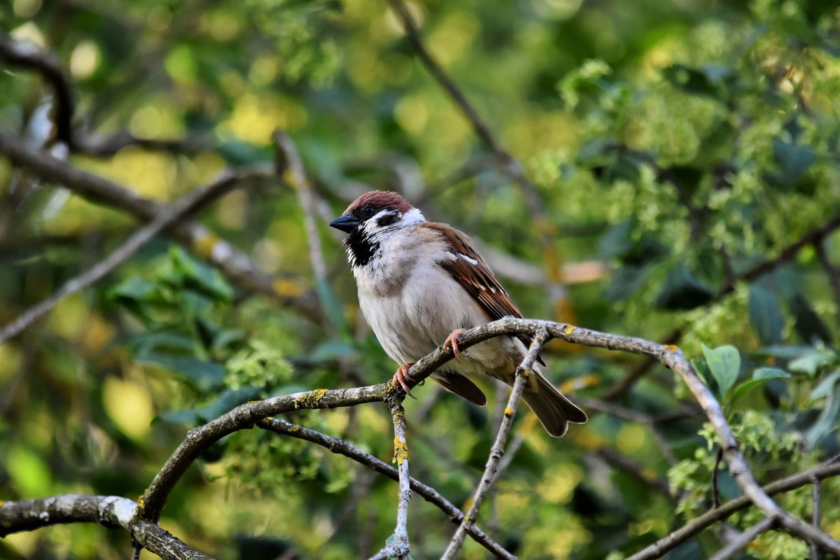 MultiplatformAI's tweet photo. AI-Powered Wildlife Monitoring Transforms Farming Productivity
#Agriculture #AI #AItechnology #artificialintelligence #birdspecies #Chirrup #cropsecurity #dawnchorus #farmers #farmingproductivity #llm #machinelearning #spectrogramanalysis
https://t.co/8DA8mO764n https://t.co/p0vnfVFjNp