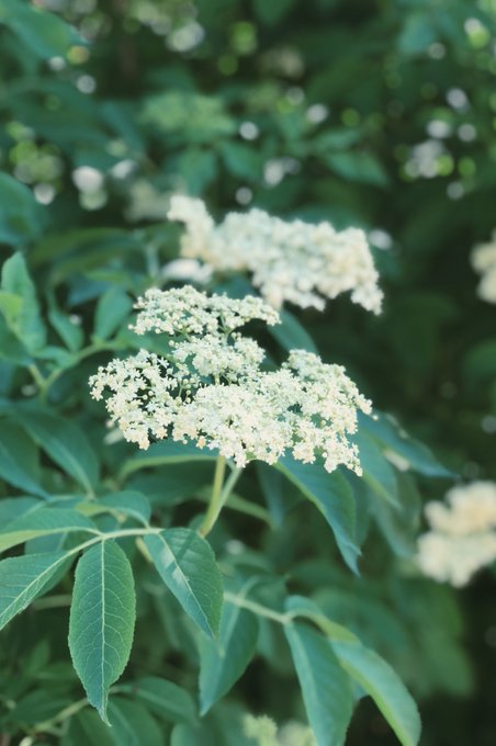 What are you looking at huh?! I&rsquo;m just collecting some elderflower&hellip;. https://t.co/gas1vsAaw3