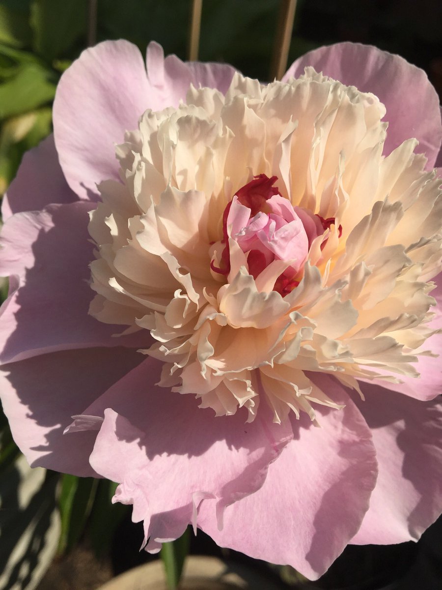 Peony time 🌸💗

#flowers #gardening