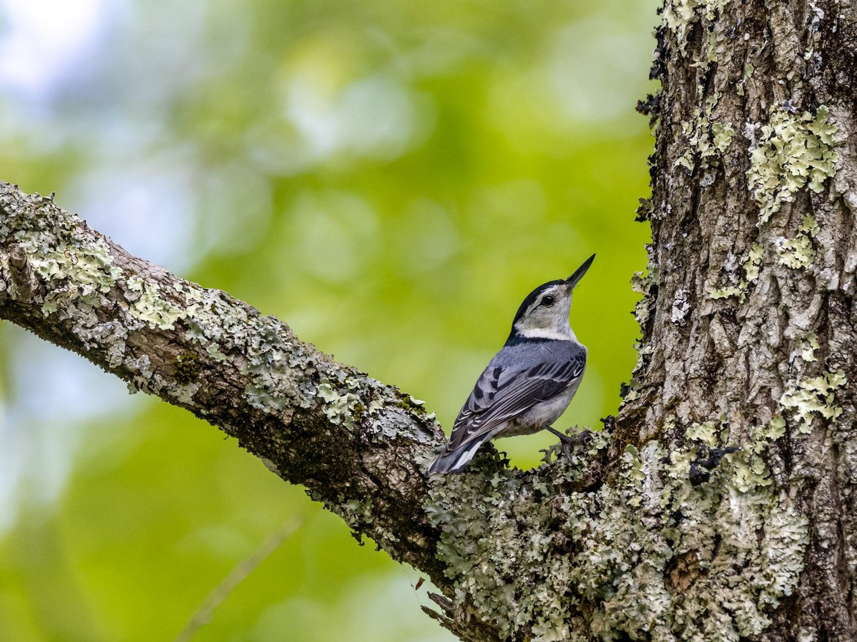 Another photo from the Catskills, a white-breasted nuthatch. Another lifer.