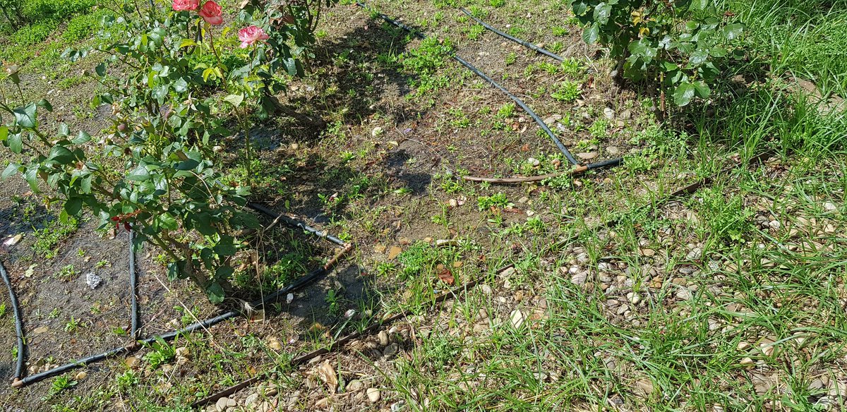 FerminPSJ's tweet photo. @Lineamadrid @MADRID Averías con gran pérdida de agua en los sistemas de riego de dos de los jardines de la calle Playa de San Juan 1-3  del distrito de Barajas. https://t.co/4kt67wq66D
