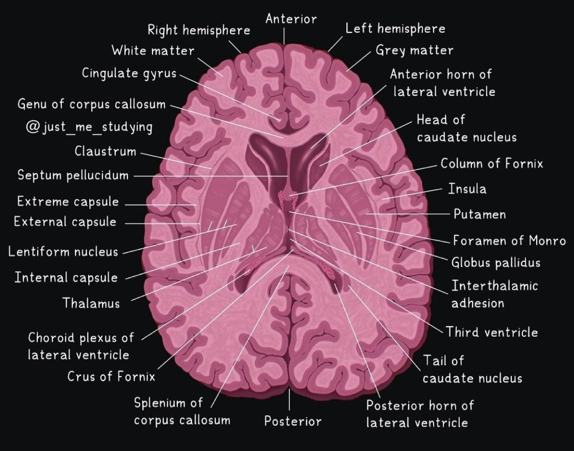 OGdukeneurosurg's tweet image. Basic brain anatomy from just me studying