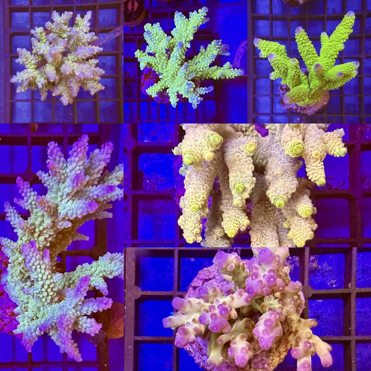 👀                                   🔥🔥🔥
Our latest Cultured Acro’s are now available on our website 😍

#acropora #SPS #spscoral #tropicalmarinecentre 
#allmymoneygoestofish #aquariumsofinstagram #reefaddict #reeftanksofinstagram #aquarium #instareef #allmymoneygoestocorals