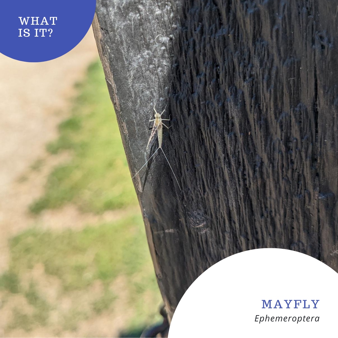 Were you able to identify this as a mayfly? There are more than 3,000 species of mayfly in the world.

#whatisit #mayfly #homeschoolscience #homeschoolcurriculum