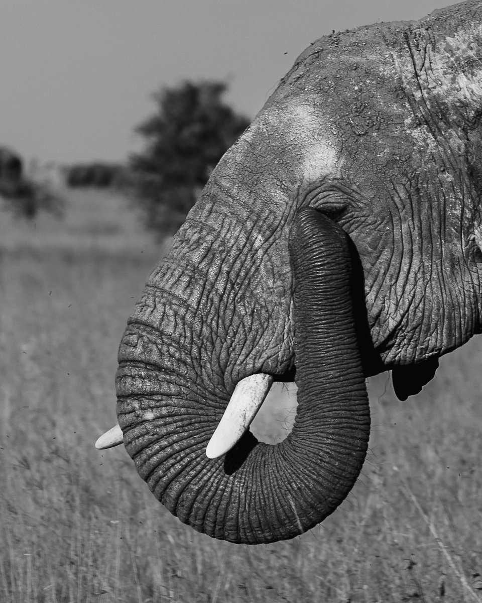 Don’t worry we all feel shy sometimes

#celebrateafrica #canonafrica 
#elephant #serengetielephants #serengetinationalpark #tanzanianationalparks #wildlifephotography #unforgettabletanzania #visittanzania #wildlife #touristdestination #touristattractions