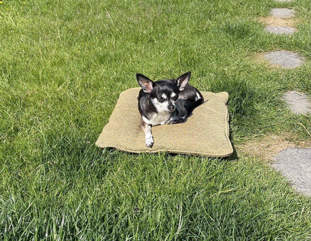 #TheMotiveAndTheCue in the garden. With four legged fiend in close attendance. Acting as prompt. #Books #reading #theatre #chihuahua #dogs.