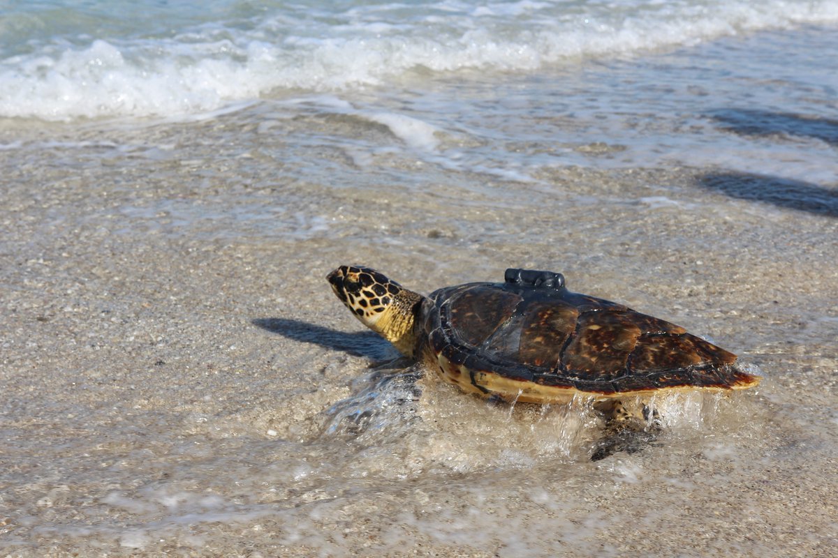 2OceansAquarium's tweet photo. We released three turtles in De Hoop Nature Reserve! 🐢💙 Coral, Siriti, and Amber have finally returned to the big blue! Big thanks to @CapeNature1, Morukuru Goodwill Foundation and @ATAP_ZA for incredible support!📍#turtlerelease #turtle #turtlerescue #twooceansaquarium https://t.co/lcDxdRPE1T