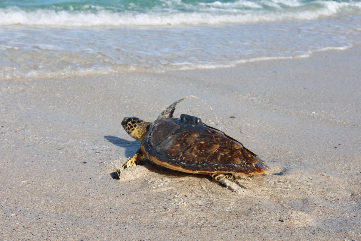 2OceansAquarium's tweet photo. We released three turtles in De Hoop Nature Reserve! 🐢💙 Coral, Siriti, and Amber have finally returned to the big blue! Big thanks to @CapeNature1, Morukuru Goodwill Foundation and @ATAP_ZA for incredible support!📍#turtlerelease #turtle #turtlerescue #twooceansaquarium https://t.co/lcDxdRPE1T