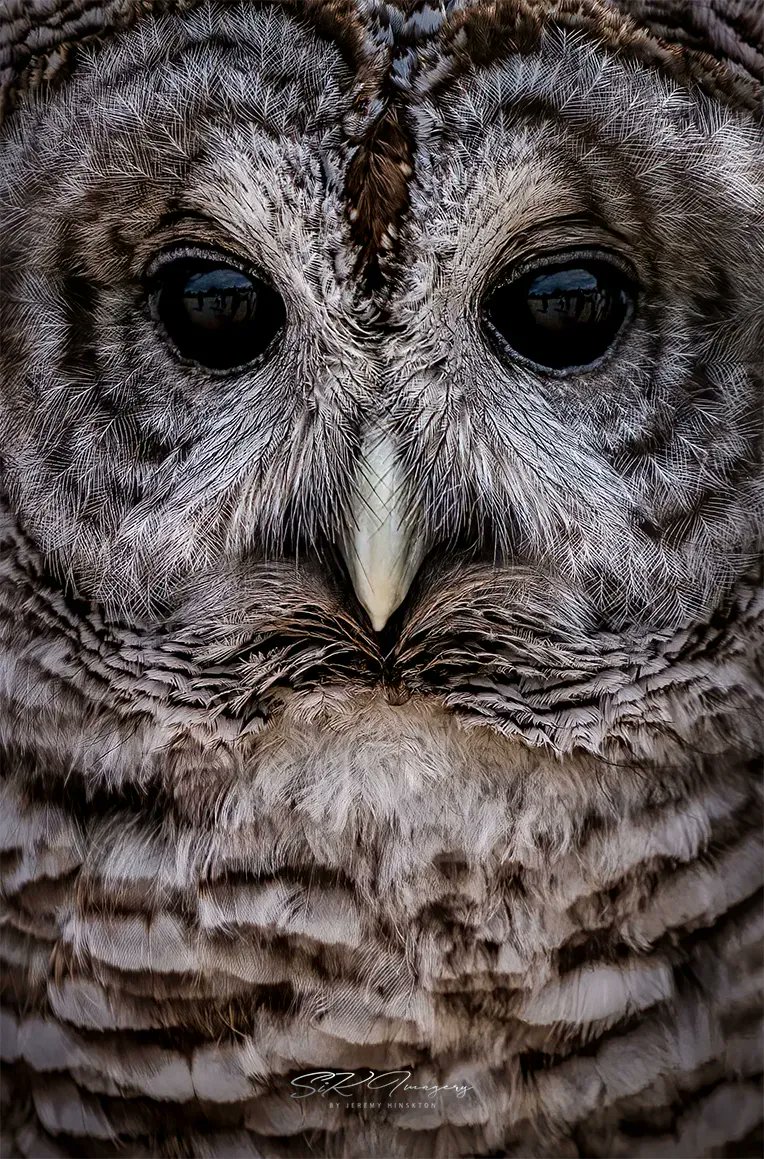 Happy Tuesday! Let’s see some #Animal shots!
Y’all know I love my #animals!
Here’s a #closeup of a #BarredOwl! These animals are just absolutely amazing! Just beautiful. And those #blackeyes!!  Just crazy. #Owls are such beautiful animals!
Like/Comment & #Retweet your favorites!